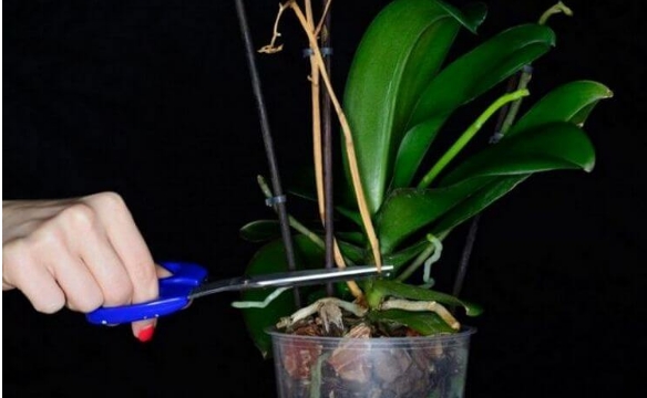 Что делать, если орхидея не хочет цвести: простой способ получить цветоносы